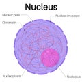 Anatomy of nucleus cells.Found in eukaryotic cells. Royalty Free Stock Photo