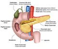 Anatomy pancreas 3d medical  illustration on white background Royalty Free Stock Photo