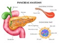 Anatomy Of Pancreas Infographics