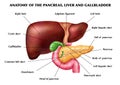 Anatomy Pancreas Liver Infographics Royalty Free Stock Photo