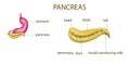 Anatomy of the pancreas,stomach