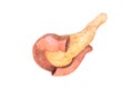 Anatomy pancreas top view on white background, duodenum, 3D render Royalty Free Stock Photo