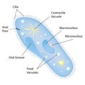 Anatomy of a paramecium. Vector