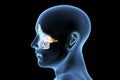 Anatomy of paranasal sinuses