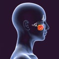 Anatomy of paranasal sinuses