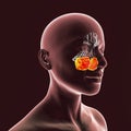 Anatomy of paranasal sinuses