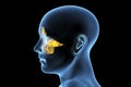 Anatomy of paranasal sinuses