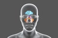 Anatomy of paranasal sinuses