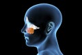 Anatomy of paranasal sinuses