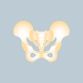 Anatomy of pelvic bone, internal organs body part orthopedic, reproductive system, health care concep