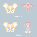 Anatomy of pelvic bone and male and female reproductive system, internal organs body part orthopedic, reproductive system Royalty Free Stock Photo