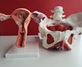 Anatomy of pelvis of woman gynecology of uterus and pelvic bones