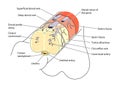 Anatomy Of The Penis