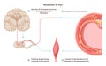 Anatomy and physiology of pain. CNS reaction or reflex on painfull