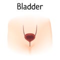 Anatomy picture of bladder. Realistic medical illustration. Woman body silhoutte