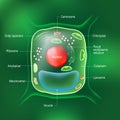 Anatomy of plant cell. All organelles Royalty Free Stock Photo