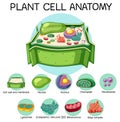 Anatomy of plant cell Biology Diagram