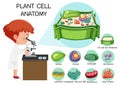 Anatomy of plant cell (Biology Diagram