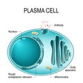 Anatomy of a Plasma cell, or B cell, or plasmocyte.
