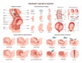 Anatomy of a pregnant woman and fetus. Fetal development, vaginal Royalty Free Stock Photo