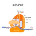 Anatomy of a ribosome. The Interaction of a Ribosome with mRNA. Royalty Free Stock Photo