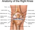 Anatomy of the Right Knee Royalty Free Stock Photo