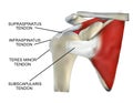 Anatomy of the Rotator Cuff Muscles Royalty Free Stock Photo