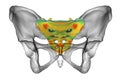 Anatomy of the sacrum bone, showcasing its intricate details and features, 3D illustration