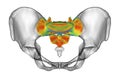 Anatomy of the sacrum bone, showcasing its intricate details and features, 3D illustration