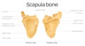Anatomy of the scapula