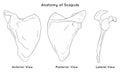 Anatomy of scapula bone with anterior posterior and lateral views