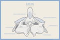 Anatomy of the Second Cervical Vertebra. Axis C2. Posterior View. Illustration for Education. Anatomy in Russian Translation