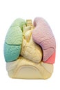 Anatomy segment lung model, internal organs of human body Royalty Free Stock Photo