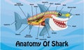 Anatomy Of Shark Cartoon Design Vector Illustration Royalty Free Stock Photo