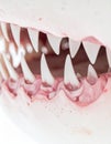 Anatomy of a Sharks Lethal Bite Royalty Free Stock Photo