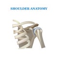 Anatomy of the shoulder joint, bone part realistic vector illustration