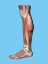 Anatomy side view of leg