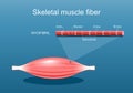 Anatomy of a Skeletal muscle fiber. Myofibril structure Royalty Free Stock Photo