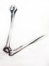 Anatomy Skeleton. Drawing studio works Royalty Free Stock Photo