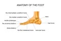 Anatomy of a skeleton foot