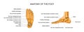 Anatomy of a skeleton foot