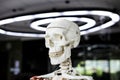 Anatomy skeleton science learning study
