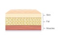 Anatomy of Skin layer, fat cell and muscle layer in vector style.