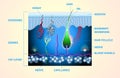 Anatomy of the skin and the layers and elements that compose it.