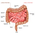 Anatomy of a Small Intestine and large bowel