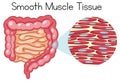 Anatomy of Smooth Muscle Tissue Royalty Free Stock Photo