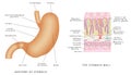 Anatomy of stomach