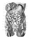 Anatomy stomach and intestine of human body / digestive system with colon and intestine / Illustration from Brockhaus Konversatio