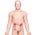 Anatomy of stomach transverse colon Royalty Free Stock Photo