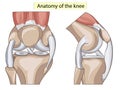 Anatomy. Structure knee joint vector